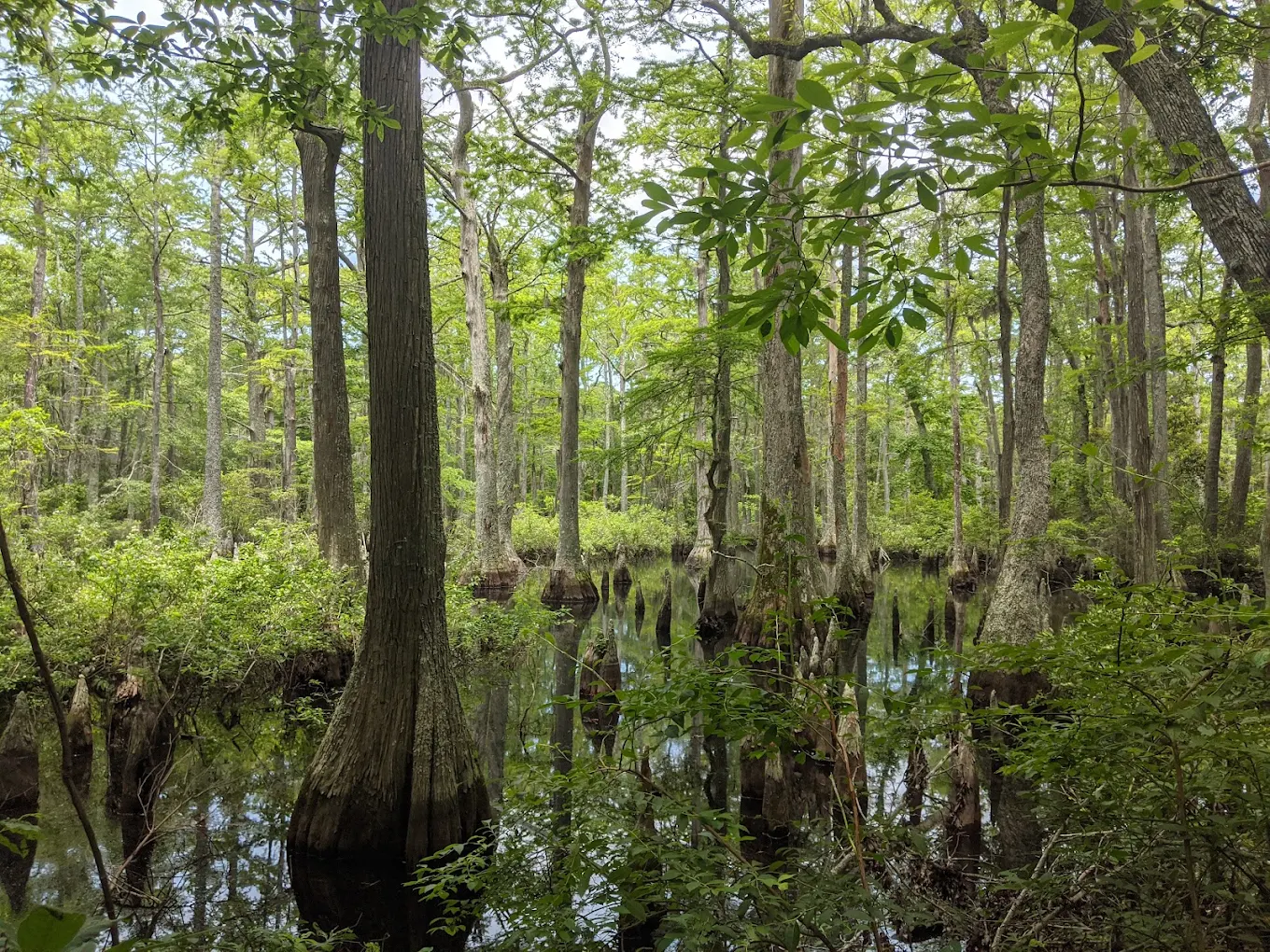 Bald Cypress Trail at First Landing State Park